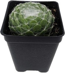 Chicks & Hens Cobweb Dark Very Easy To Grow House And Garden Live Plant 2.5″ Pot