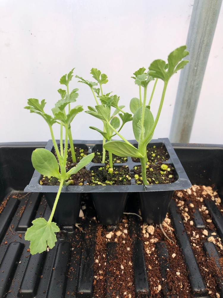 Watermelon Live Plant – Seedlings/Plugs and Plants – 3″- 12″ tall – 30-60+ days