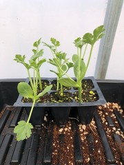 Watermelon Live Plant – Seedlings/Plugs and Plants – 3″- 12″ tall – 30-60+ days