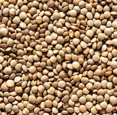 Brown Lentil Seeds | For Planting Asian Indian Dal Daal Organic Vegan Seed 2024