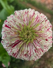 Peppermint Candy Stripe Zinnia | FRESH Seeds | Large Double Blooms | USA Seller