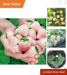 Perennial White Strawberry Seeds – 200 Non-GMO, Thrives in Varied Climates
