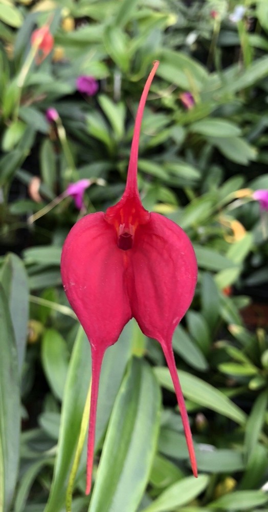 Masdevallia Redshine ‚Sheila‘ FCC/AOS Easy Grower