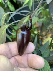 25+ Count Dracula Pepper Seeds 🇺🇸 USA Grown 🇺🇸 100% Organic!