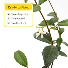 2 Star Jasmine Plants in 3.5” Cubes | Fragrant Evergreen Vine (Trachelospermum)