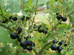 20 Wonderberry Seeds (Sunberry) -Very easy to grow -COMBINED S/H! See Our Store!