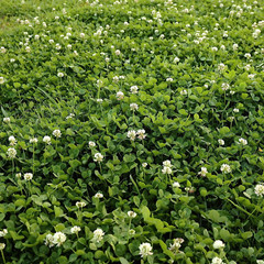 Outsidepride White Dutch Clover Seed 2 lb – Nitrocoated, Lawn Alternative, Cover