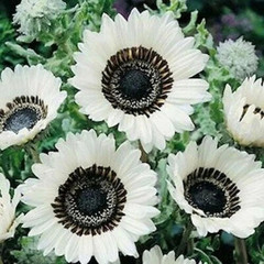 50+ ITALIAN WHITE SUNFLOWER —– TALL —— CUT FLOWERS —————– RARE