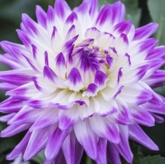 US-Seller Rare Beautiful Perennial Dahlia Flowers Seeds 20PCS