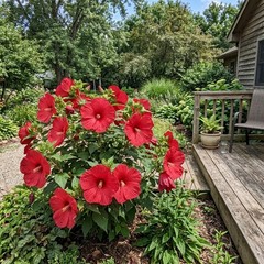 100 Hardy Red Hibiscus Seeds Nature Inspired Landscape – Non-GMO Heirloom