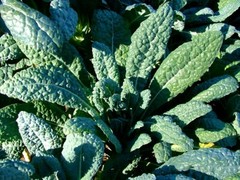 Lacinato Kale Seeds, Italian Dinosaur Kale, NON-GMO, Cruciferous, FREE SHIPPING
