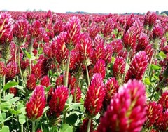 Crimson Clover Seed – with moisture retaining coating – Cover Crop