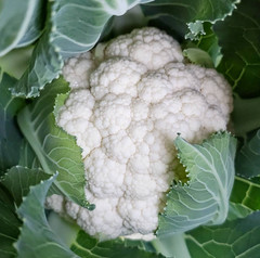 500 SNOWBALL SELF BLANCHING CAULIFLOWER SEEDS ~ heirloomseedguy ~ 2026 ~ NON-GMO