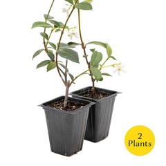 2 Star Jasmine Plants in 3.5” Cubes | Fragrant Evergreen Vine (Trachelospermum)