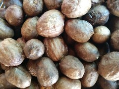 100+ Silver Bismark Palm Tree BISMARKIA NOBILIS Free Shipping Ready to plant.