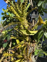Exotic TROPICAL LANDSCAPE PLANT Pup Bromeliad yellow green colorful -unbranded