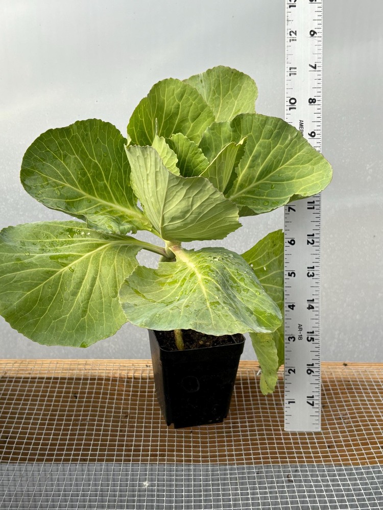 Cabbage Live Plant – Seedlings/Plugs and Plants – 3″- 12″ tall – 30-60+ days old