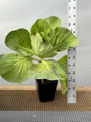 Cabbage Live Plant – Seedlings/Plugs and Plants – 3″- 12″ tall – 30-60+ days old