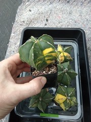 Astrophytum myriostigma cv. Variegated rare big size US seller