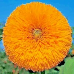 50+ DWARF TEDDY BEAR SUNFLOWER SEEDS SPRING MIX HEIRLOOM NON-GMO FLOWER BEES US