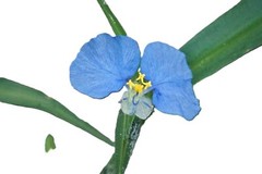 15 Spiderwort Day Lily Plants, Wandering Jew Blue, Very Easy To Grow, Outdoor