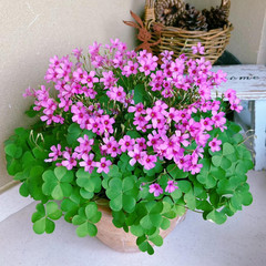 24 Pack Iron Cross Shamrock Plant Bulbs, Live Oxalis Bulbs for Indoor Outdoor Ga