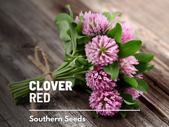 Clover, Red (Trifolium Pratense) Medicinal – 200 Seeds