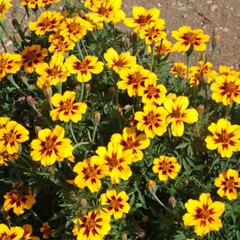 300+ Marigold, FRENCH DWARF «DAINTY MARIETTA» Seeds 16 Inches NON-GMO