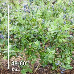 Blueberry Jersey Bare Root Live Plant, 1-Pack for Outdoor Gardening