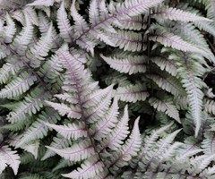 Japanese Painted Fern