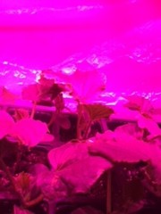 1 Live Plant – Vegetable – Cucumber Seedling Plants 30 days old, 2″ to 4″ tall