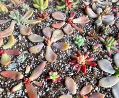 50 Colorful All Different Succulent Leaves Starter Kit Easy Propagation FREESHIP
