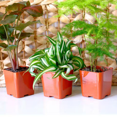 Easy Live House Plants (12 Pack), Clean Air Plant Pack, 2 In. Grower Pots, Popul