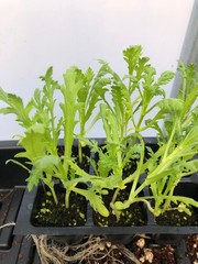 Chrysanthemum Live Plant – Seedlings/Plugs and Plants- 3″- 12″ tall- 30-60+ days