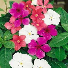 1100+ Perennial Vinca Periwinkle Flower Seed for Planting Outdoor-Non-GMO Hei