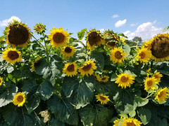 100+ Sunflower Seeds- Black Oil – Heirloom – Non-Gmo — FRESH