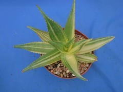 Aloe «Tiger Taffy» VARIEGATED! Hybrid! Very Easy to Grow 9″ Wide 6″ Pot Size V1
