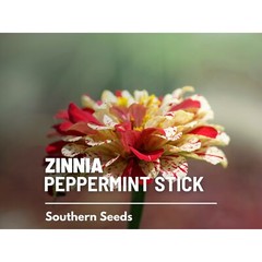 Zinnia, Peppermint Stick – 100 Seeds – Candy-Striped (Zinnia Elegans)