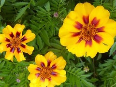 French Marigold Dainty Marietta Seeds, Butterflies & Hummingbirds, FREE SHIPPING