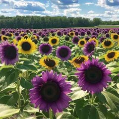 50pcs ‘Violet Glow’ Purple Sunflower Seeds – Rare Variety for Garden Beds