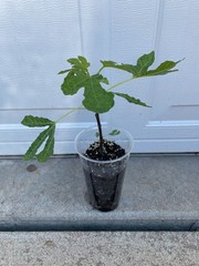 Olympian Fig – mid season variety known for early breba production