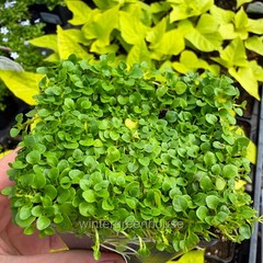 Mentha requienii, Mint Corsican, Container Size: 3″ (2.6×3.5″)