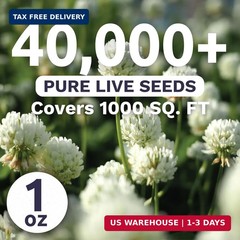 White Dutch Clover – Large 1 Ounce Packet – 40,000 Flower Seeds for Planting – T
