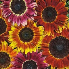 Harlequin Mix Sunflower: 25 Seeds