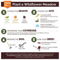 Clover STRAWBERRY Perennial Groundcover Pollinator Bees Love! Non-GMO 1000 SEEDS