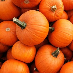 New England Pie Pumpkin Seeds | 15 Seeds | Non-GMO | Free Shipping | 1077