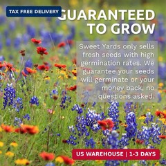 White Dutch Clover – Large 1 Ounce Packet – 40,000 Flower Seeds for Planting – T