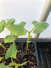 Bean Live Plant – Seedlings/Plugs and Plants – 3″- 12″ tall – 30-60+ days old