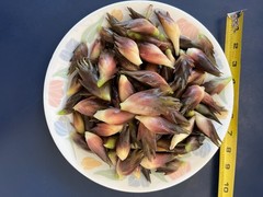 Live Myoga Ginger Plants Silver Arrow Hardy Edible Easy Grow 阳荷 Zones 6-9