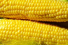 Honey Select Triple Sweet Corn Seeds | AAS Winner Untreated Yellow SY Seed 2024